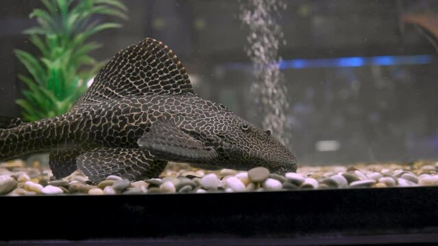 Ancistrus vulgaris floats on the bottom of the aquarium