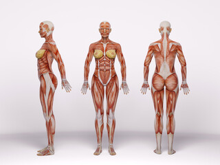 3D Render : a standing female body illustration with muscle tissues display, isolated, muscle maps
