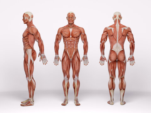 3D Render : a standing male body illustration with muscle tissues display, isolated, muscle maps