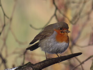 OISEAU SUVAGE
