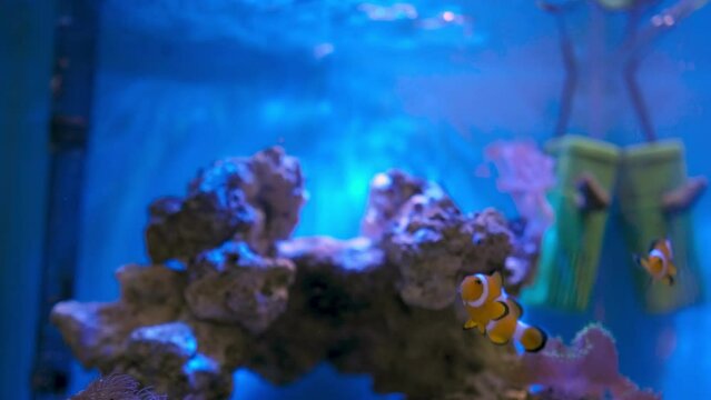 Red clown fish swims in the aquarium