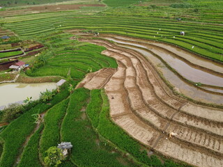 aerial panorama of agrarian rice fields landscape in the village of kendal, Central Java, like a terraced rice fields ubud Bali Indonesia