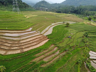 Fototapeta na wymiar aerial panorama of agrarian rice fields landscape in the village of kendal, Central Java, like a terraced rice fields ubud Bali Indonesia