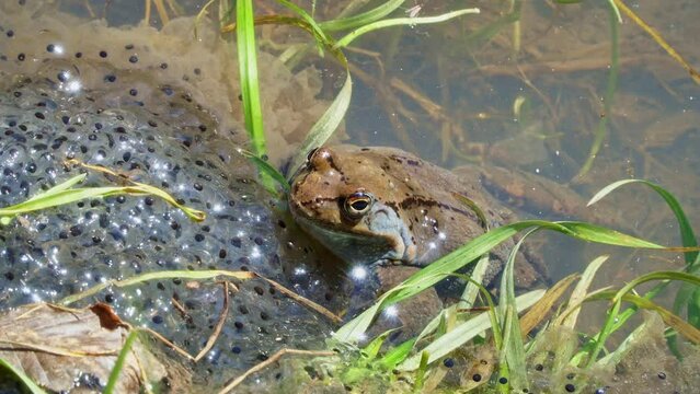 Common frog (Rana temporaria), also known as European common frog in a pond with mountain frog eggs. Frogs spawning