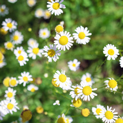 Soft focused chamomile flowers Field. Beautiful nature scene with blooming medical roman chamomiles. Nature spring blossom Summer daisy background. Alternative medicine, phytotherapy herbal ingredient