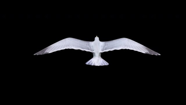 Seagull Flying Top View Images – Browse 47,581 Stock Photos, Vectors, and  Video | Adobe Stock