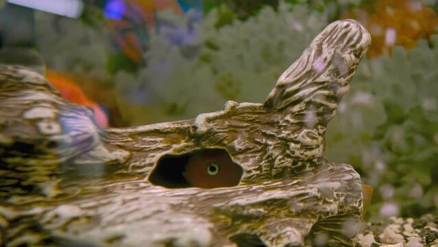 Parrot fish swims in the aquarium