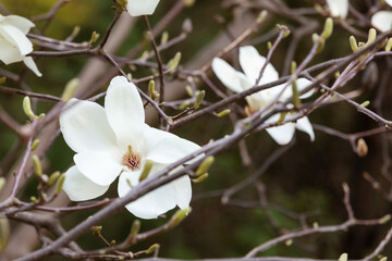 Magnolia flowers blooming on a branch
