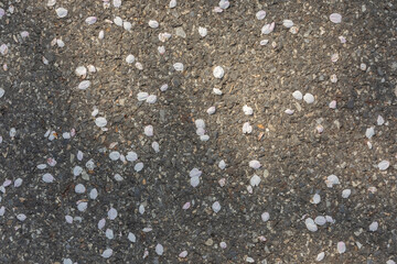 cherry blossom petals falling to the ground