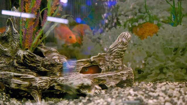 Parrot fish swims in the aquarium