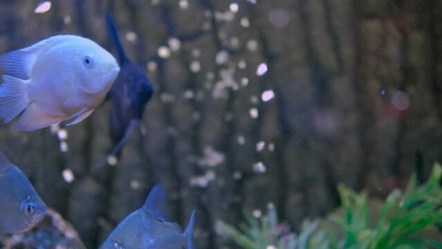 White parrot fish swims in the aquarium
