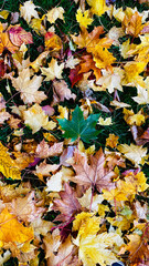 Vertical colorful autumn leaves with the mix of green, red, yellow, purple leaves on the green grass background