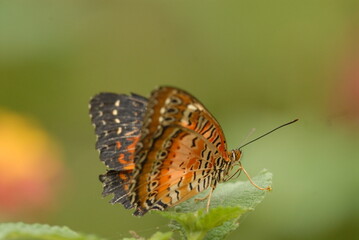 PAPILLON
