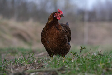 A black hen roams the garden. Black chicken close-up.