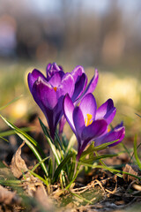 Close up on a bunch of purple crocus flowers during sunny spring day.  Blurry background, selective...