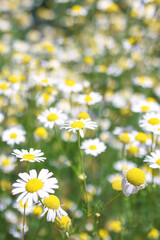 Selective focused Chamomile flowers Field. Beautiful nature scene with blooming medical roman chamomiles. Nature spring blossom, Summer daisy background. Alternative medicine, phytotherapy ingredient