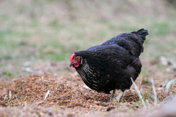 A black hen roams the garden. Black chicken close-up.