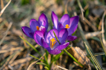 Fototapeta premium Close up on a bunch of purple crocus flowers during sunny spring day. Blurry background, selective focus.