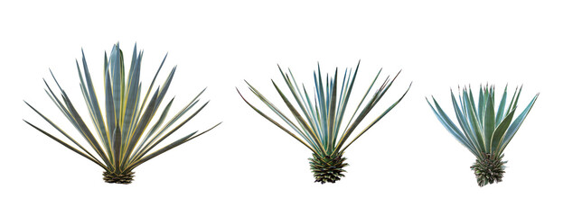 Set collection Agave plant isolated on white background.This has clipping path.