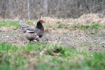 A gray hen roams the garden. 