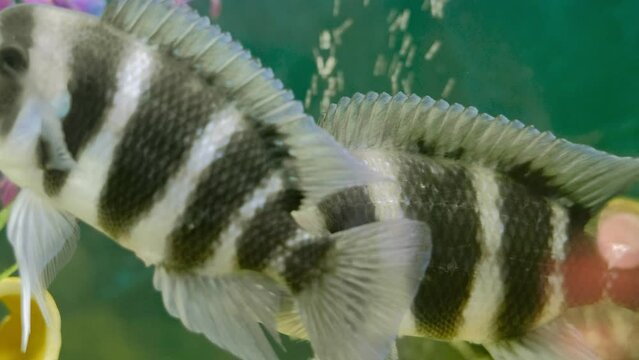 Black-striped Cichlazoma swims in an aquarium