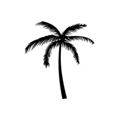 palm tree silhouette