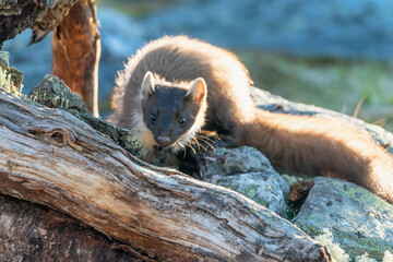 Wildlife portrait of european pine marten outdoors in nature. Animals and wilderness concept.