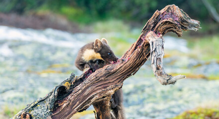 Wildlife portrait of european pine marten outdoors in nature. Animals and wilderness concept.