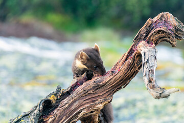 Wildlife portrait of european pine marten outdoors in nature. Animals and wilderness concept.