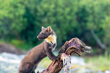 Wildlife portrait of european pine marten outdoors in nature. Animals and wilderness concept.