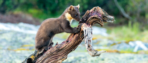 Wildlife portrait of european pine marten outdoors in nature. Animals and wilderness concept.
