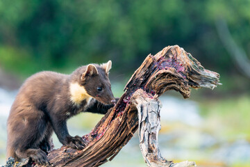 Obraz premium Wildlife portrait of european pine marten outdoors in nature. Animals and wilderness concept.