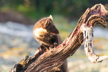 Wildlife portrait of european pine marten outdoors in nature. Animals and wilderness concept.