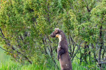 Wildlife portrait of european pine marten outdoors in nature. Animals and wilderness concept.