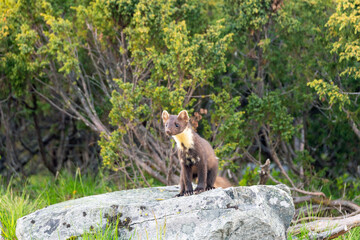 Wildlife portrait of european pine marten outdoors in nature. Animals and wilderness concept.