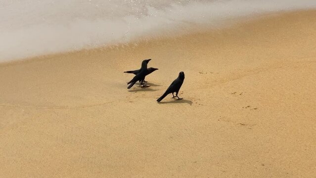 Sri Lanka birds eating fish at beach