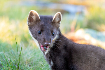 Wildlife portrait of european pine marten outdoors in nature. Animals and wilderness concept.