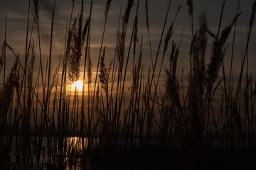 A river with reed silhouettes at sunset.