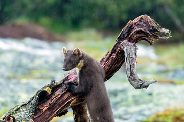 Wildlife portrait of european pine marten outdoors in nature. Animals and wilderness concept.