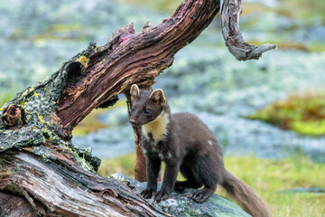 Wildlife portrait of european pine marten outdoors in nature. Animals and wilderness concept.