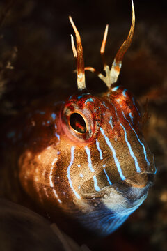 Portrait of a parablennius rouxi. Adults occur in the shallow littoral zone to the zone beyond the influence of water movements, over light rocks or pebbles without algal cover.