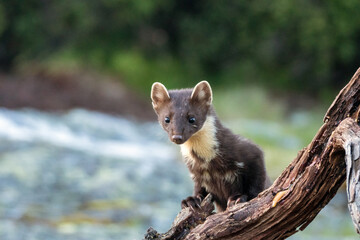 Wildlife portrait of european pine marten outdoors in nature. Animals and wilderness concept.