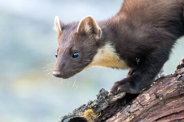 Wildlife portrait of european pine marten outdoors in nature. Animals and wilderness concept.