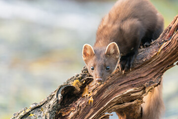 Wildlife portrait of european pine marten outdoors in nature. Animals and wilderness concept.