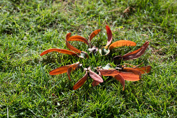 red flower in grass