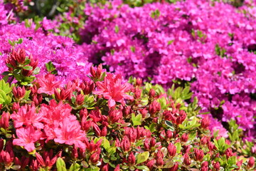 ピンク色の花　ツツジ