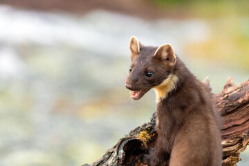 Wildlife portrait of european pine marten outdoors in nature. Animals and wilderness concept.