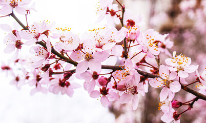 Blooming trees against the blue sky. Selective focus.