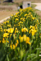 field of dandelions