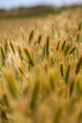 field of wheat